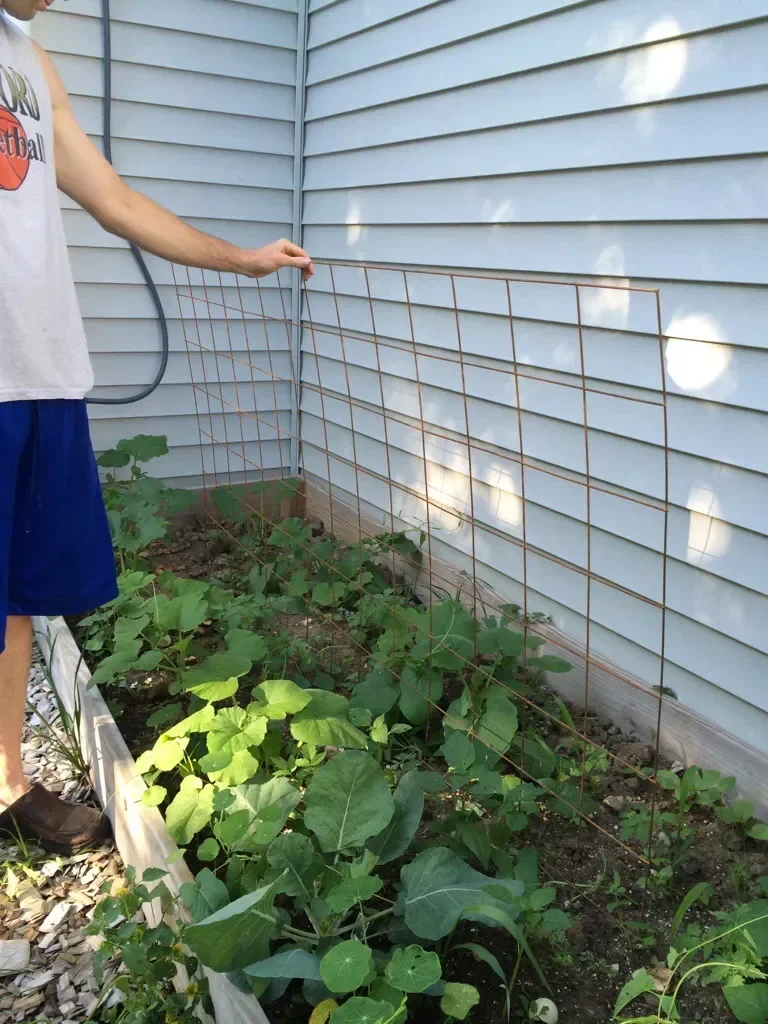 Rebar Cucumber Trellis