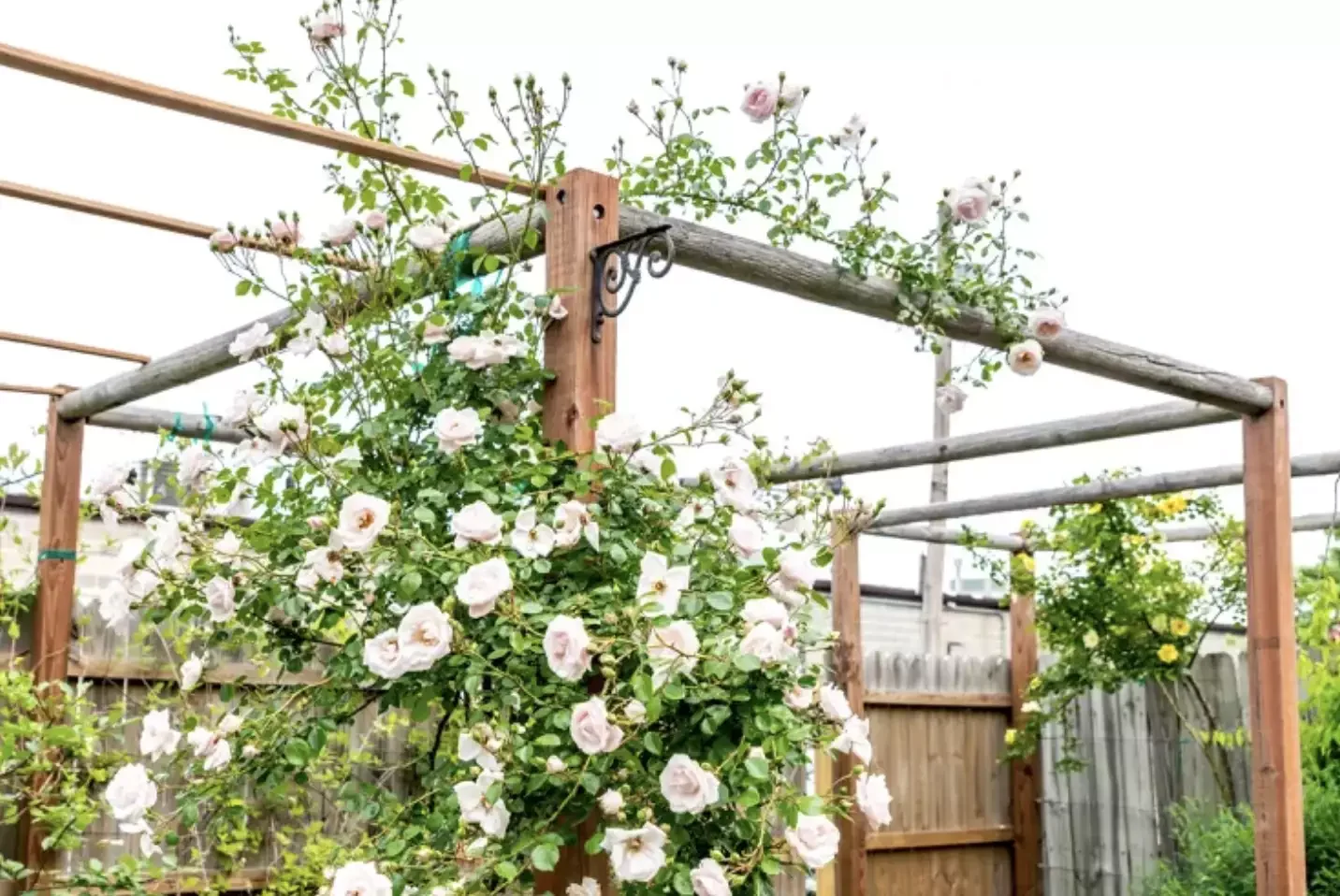 Rose Trellis