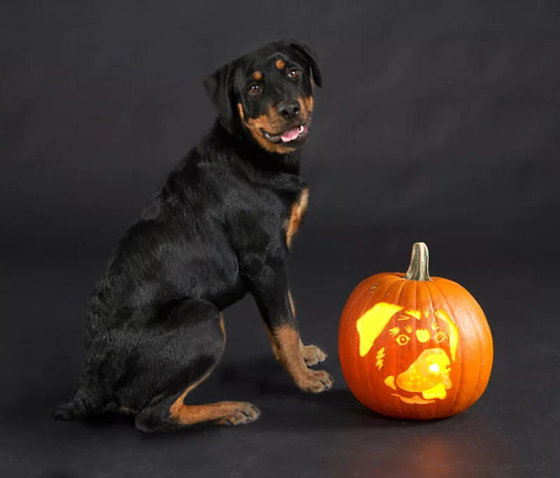 23 Canine Pumpkin Carving Templates That Are Free & Fun 5 Rottweiler Pumpkin