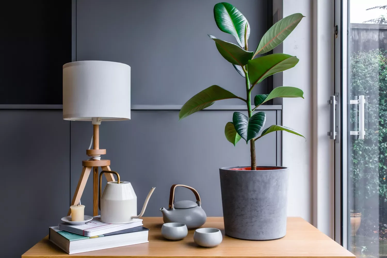 30 Beautiful Indoor Plants That Will Transform Your Home Into a Green Paradise 11 Rubber Tree