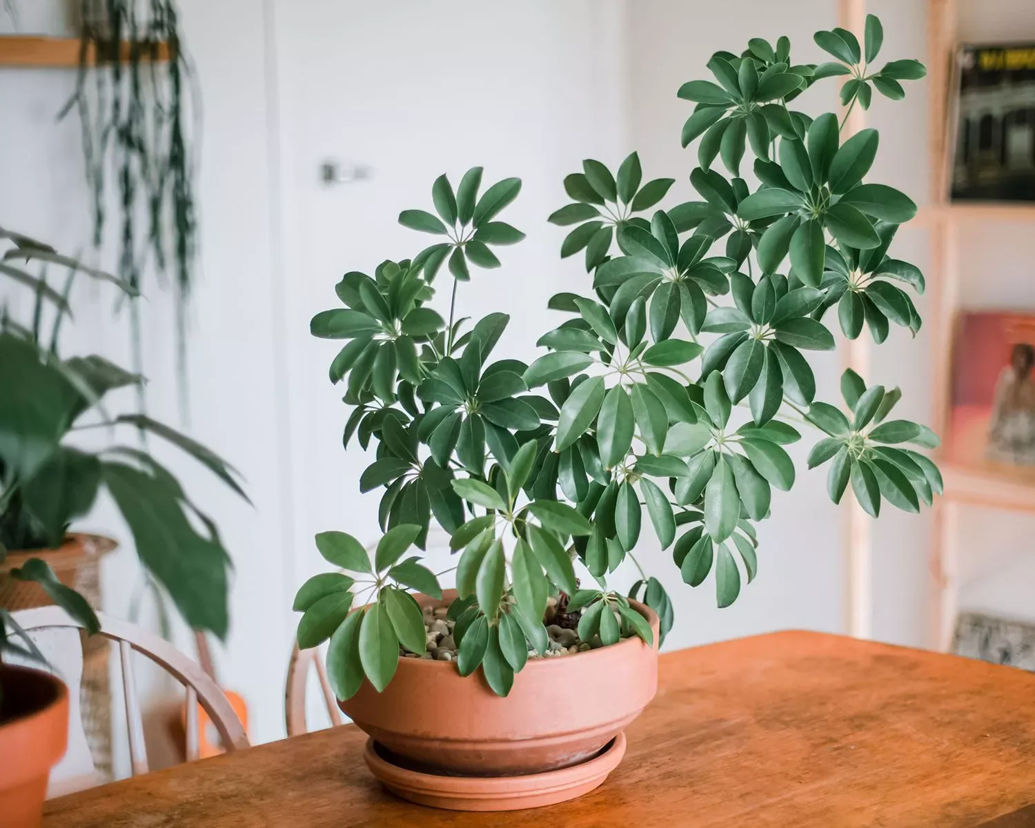 30 Beautiful Indoor Plants That Will Transform Your Home Into a Green Paradise 20 Schefflera