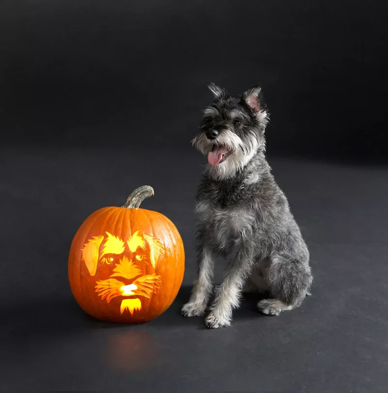 23 Canine Pumpkin Carving Templates That Are Free & Fun 20 Schnauzer Pumpkin