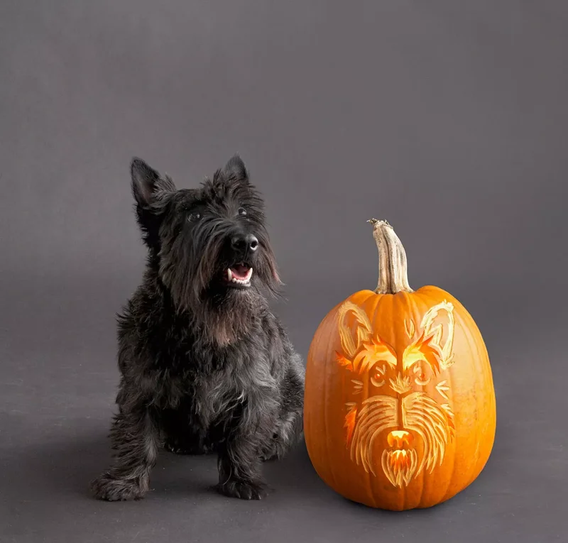 23 Canine Pumpkin Carving Templates That Are Free & Fun 19 Scottish Terrier Pumpkin