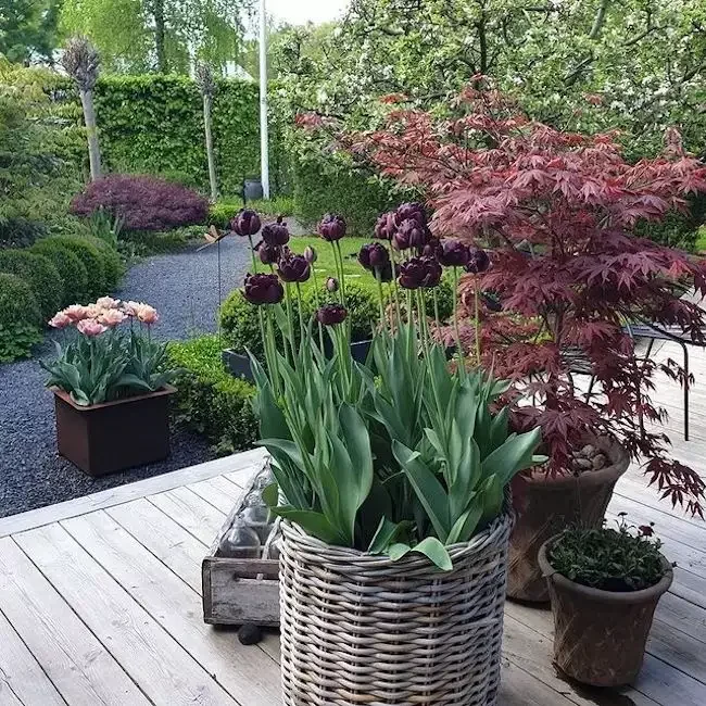 82 Stunning Front Yard Landscaping Ideas to Transform Your Home's Curb Appeal This Spring Seasonal Containers Create Color Palettes