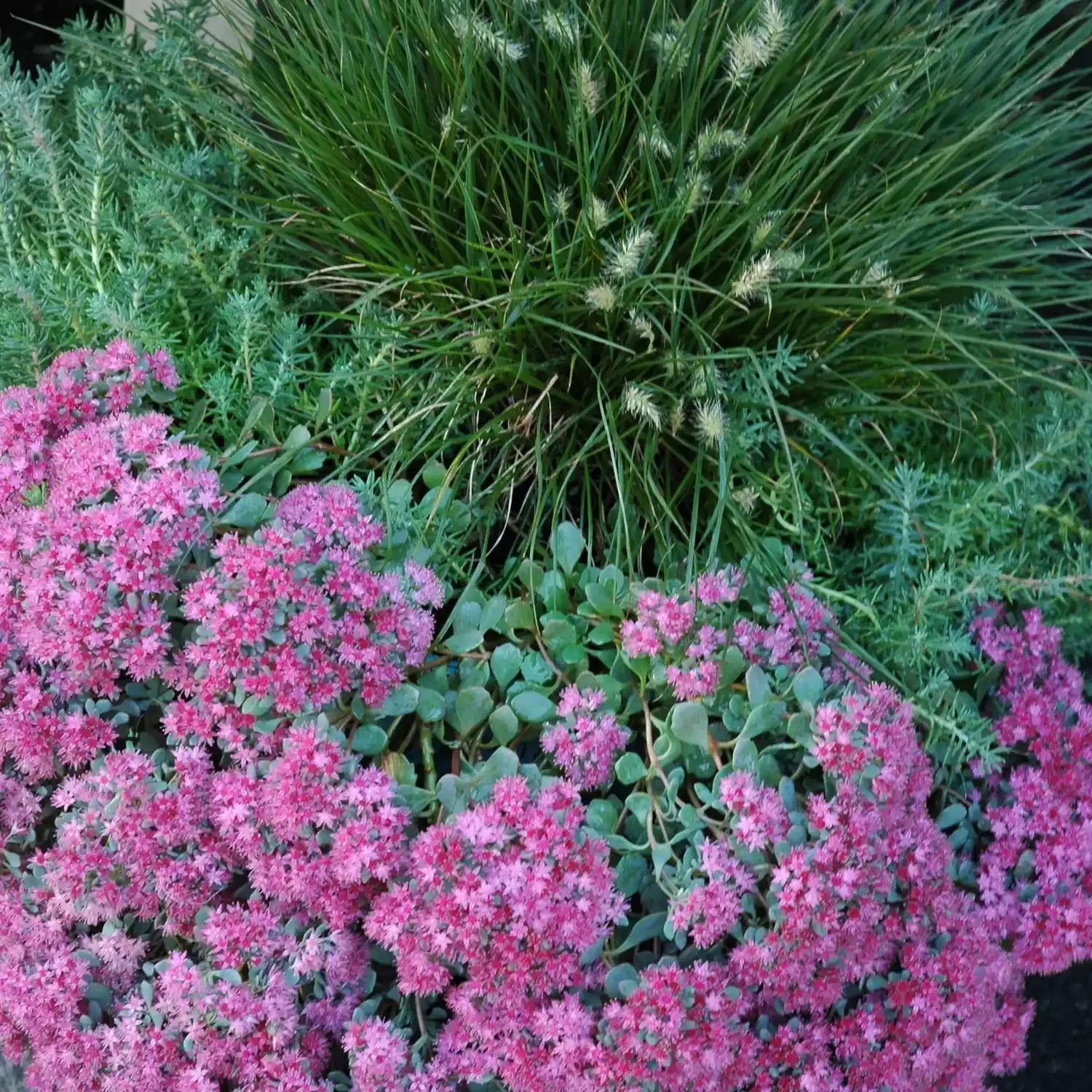 20 Stunning Fall Container Ideas to Transform Your Outdoor Space 10 Sedum With Rosemary and Grass