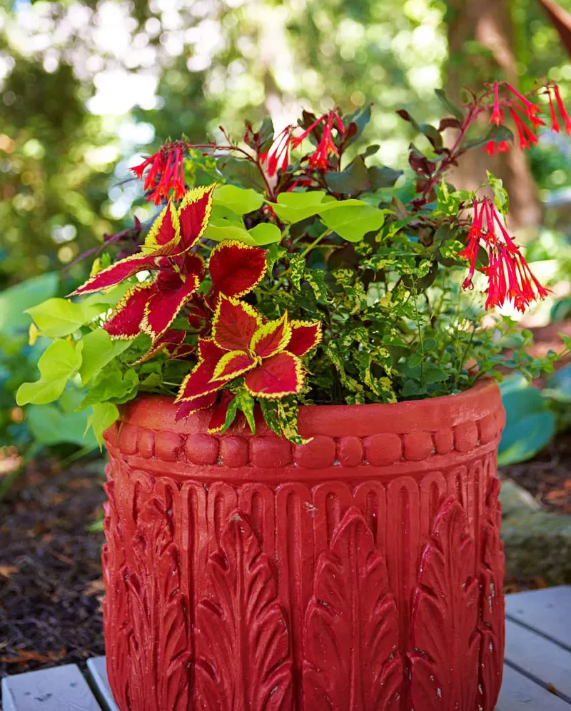 Shade-Loving Annuals