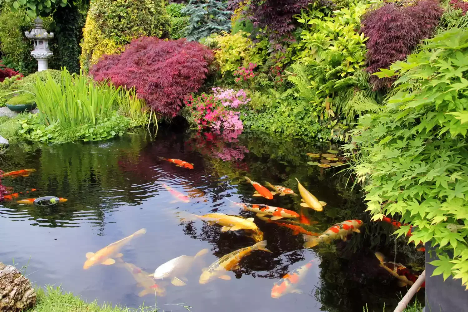 24 Beautiful Koi Pond Designs to Transform Your Outdoor Space Shady Koi Pond