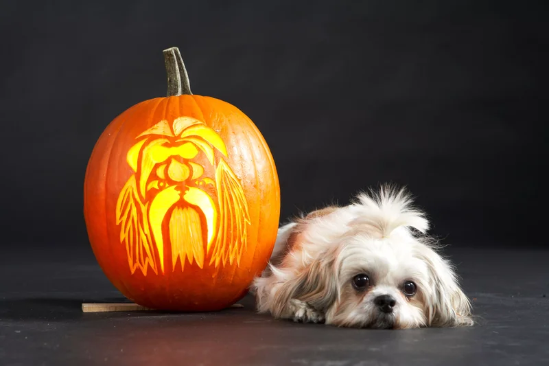 23 Canine Pumpkin Carving Templates That Are Free & Fun 18 Shih Tzu Pumpkin