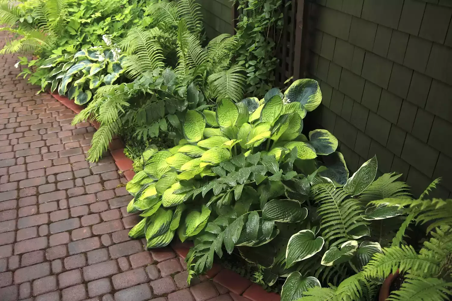 14 Stunning Hosta Garden Ideas That Will Transform Your Outdoor Space Show Them Off Out Front