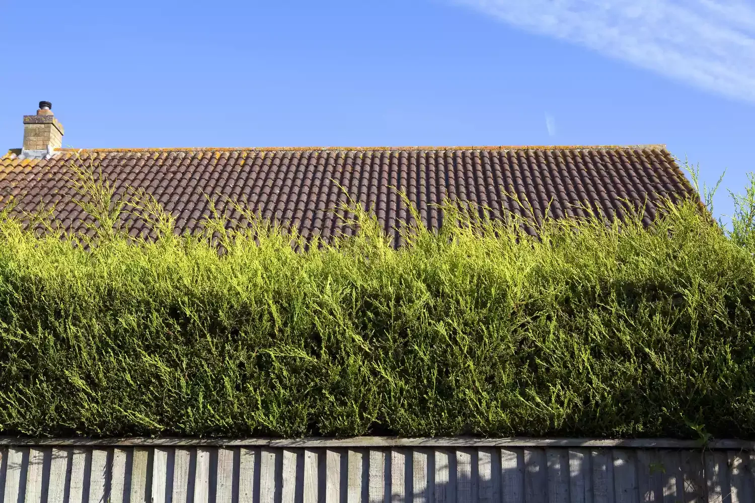 26 Outdoor Privacy Screen Ideas That Create a Private Sanctuary Shrubs, Trees, Vines
