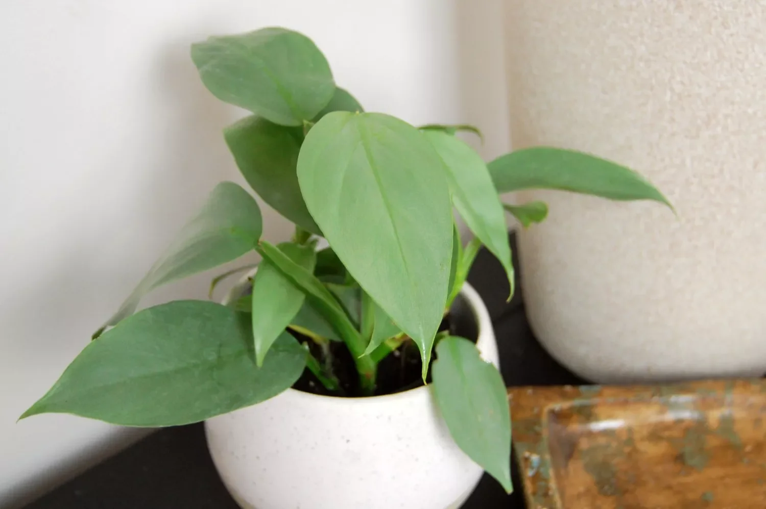 30 Beautiful Indoor Plants That Will Transform Your Home Into a Green Paradise 26 Silver Sword Philodendron