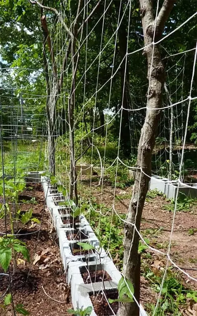 Simple Branches and Twine Cucumber Trellis