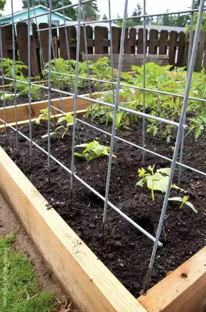 Simple DIY Cattle Panels Trellis