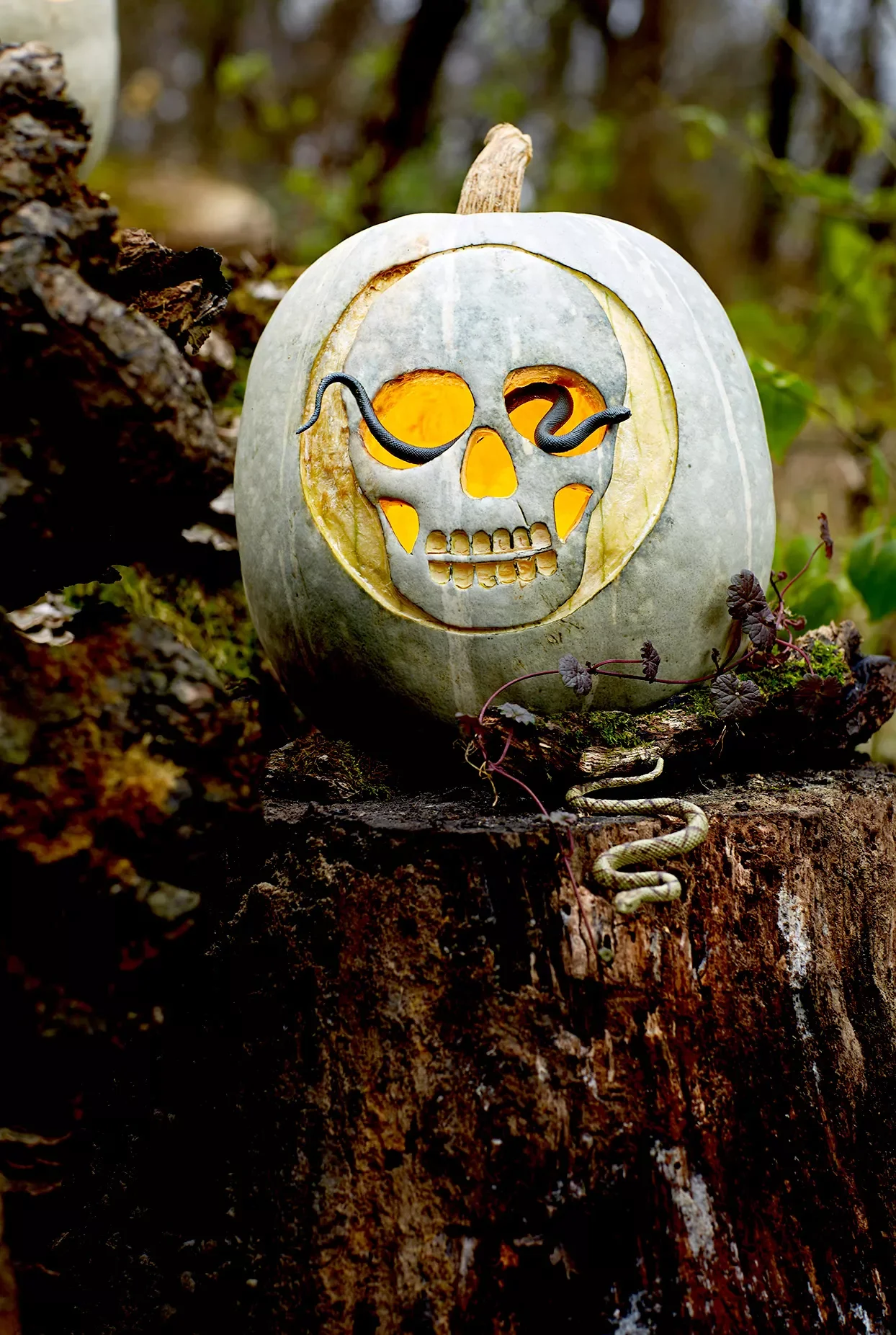 65 Free Pumpkin Carving Templates to Transform Your Porch 16 Skull Pumpkin Carving