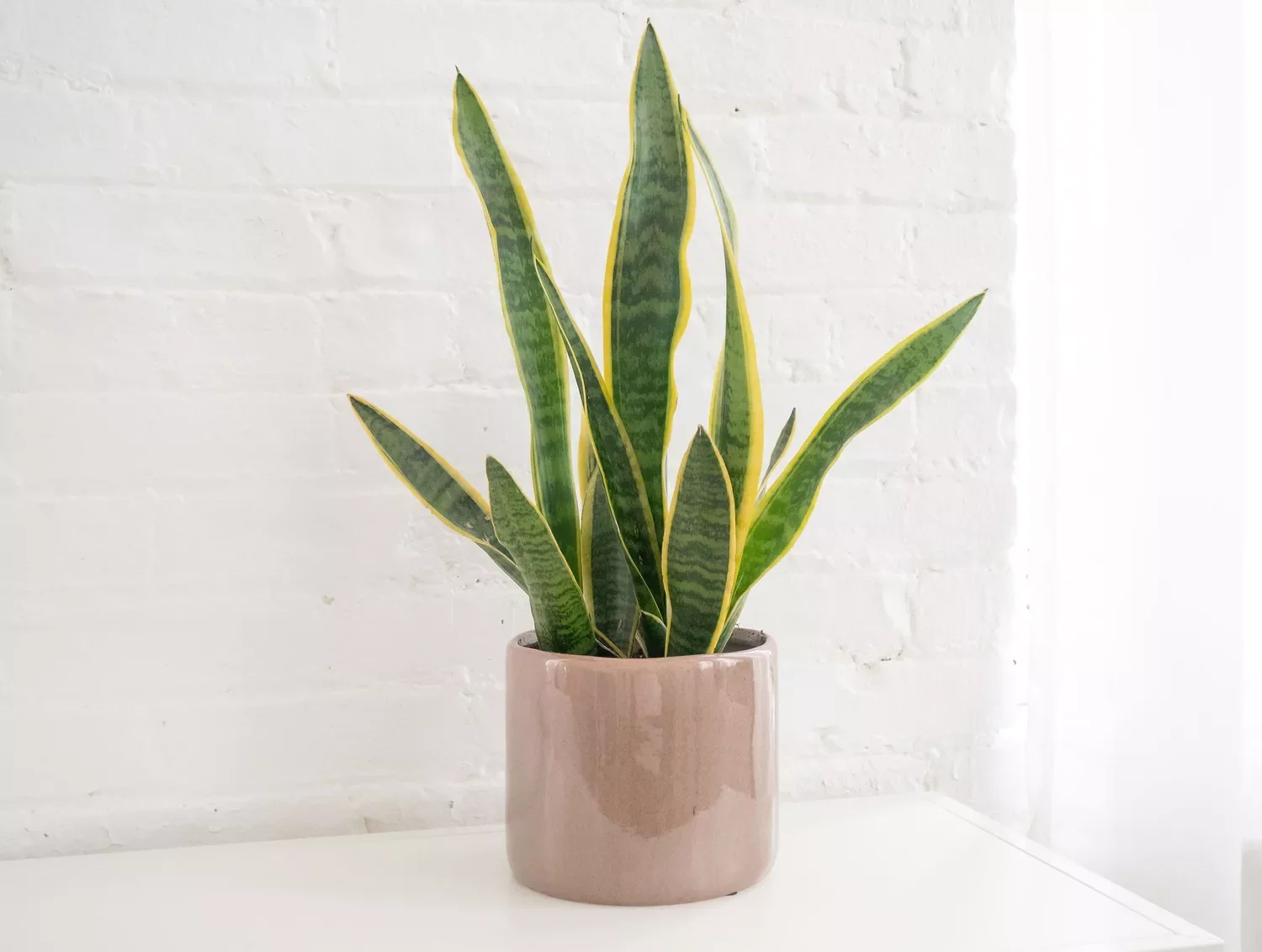 30 Beautiful Indoor Plants That Will Transform Your Home Into a Green Paradise 12 Snake Plant