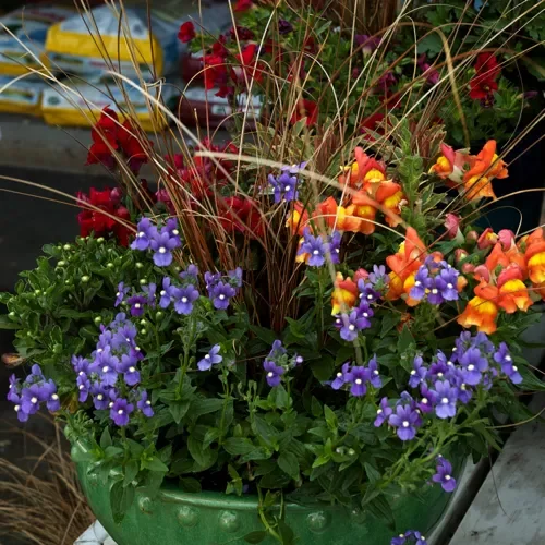 20 Stunning Fall Container Ideas to Transform Your Outdoor Space 1 Snapdragons and Nemesia