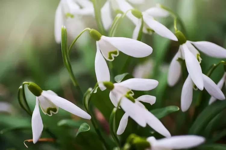 12 Spring Bulb Garden Ideas That Will Transform Your Outdoor Space This Year Snowdrops