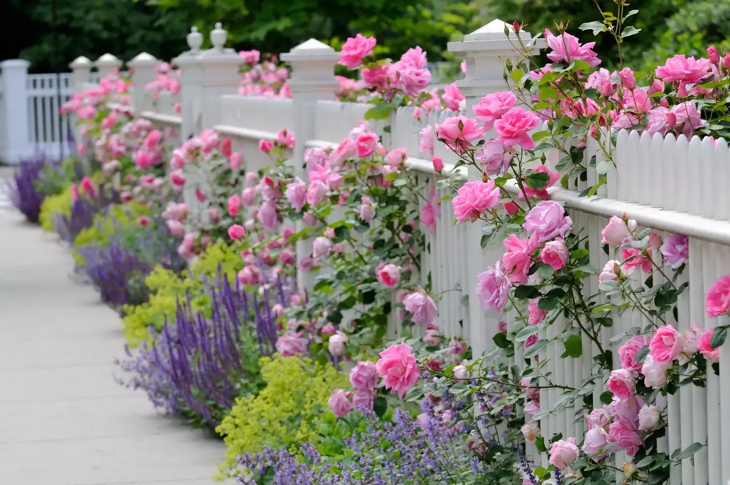 Soften Fence Lines With Cottage Style Plantings