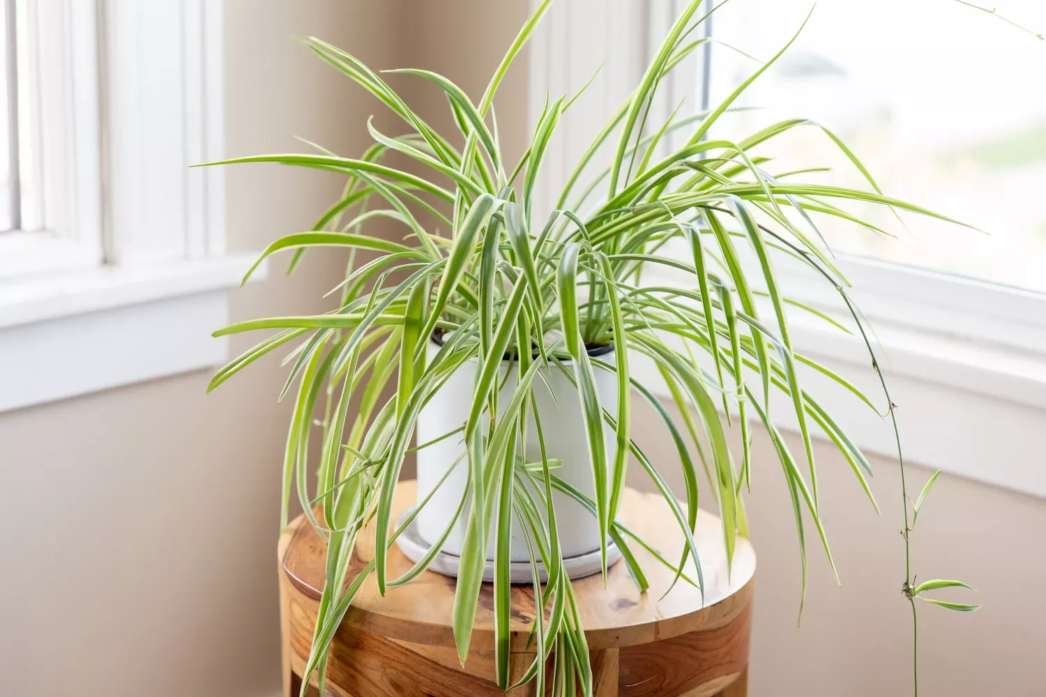 30 Beautiful Indoor Plants That Will Transform Your Home Into a Green Paradise 10 Spider Plant