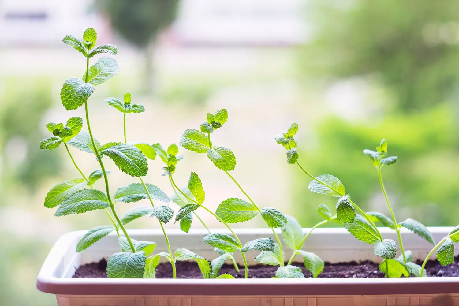 37 Creative Herb Garden Ideas to Transform Your Indoor and Outdoor Spaces Spread Out Your Plants