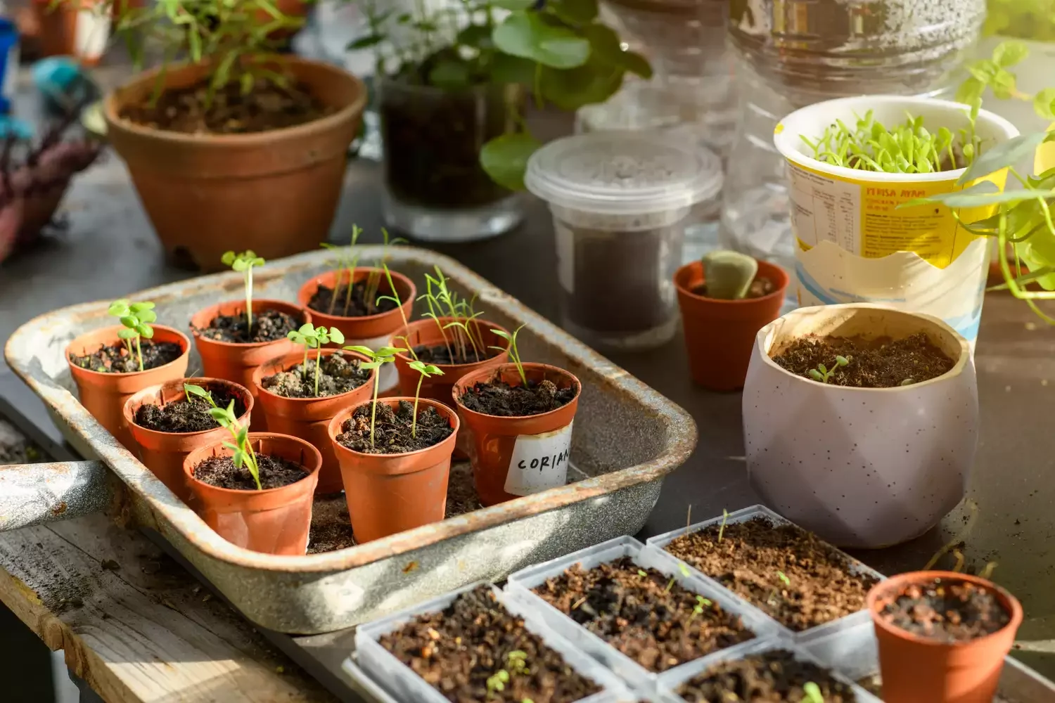 37 Creative Herb Garden Ideas to Transform Your Indoor and Outdoor Spaces Start Seeds Indoors