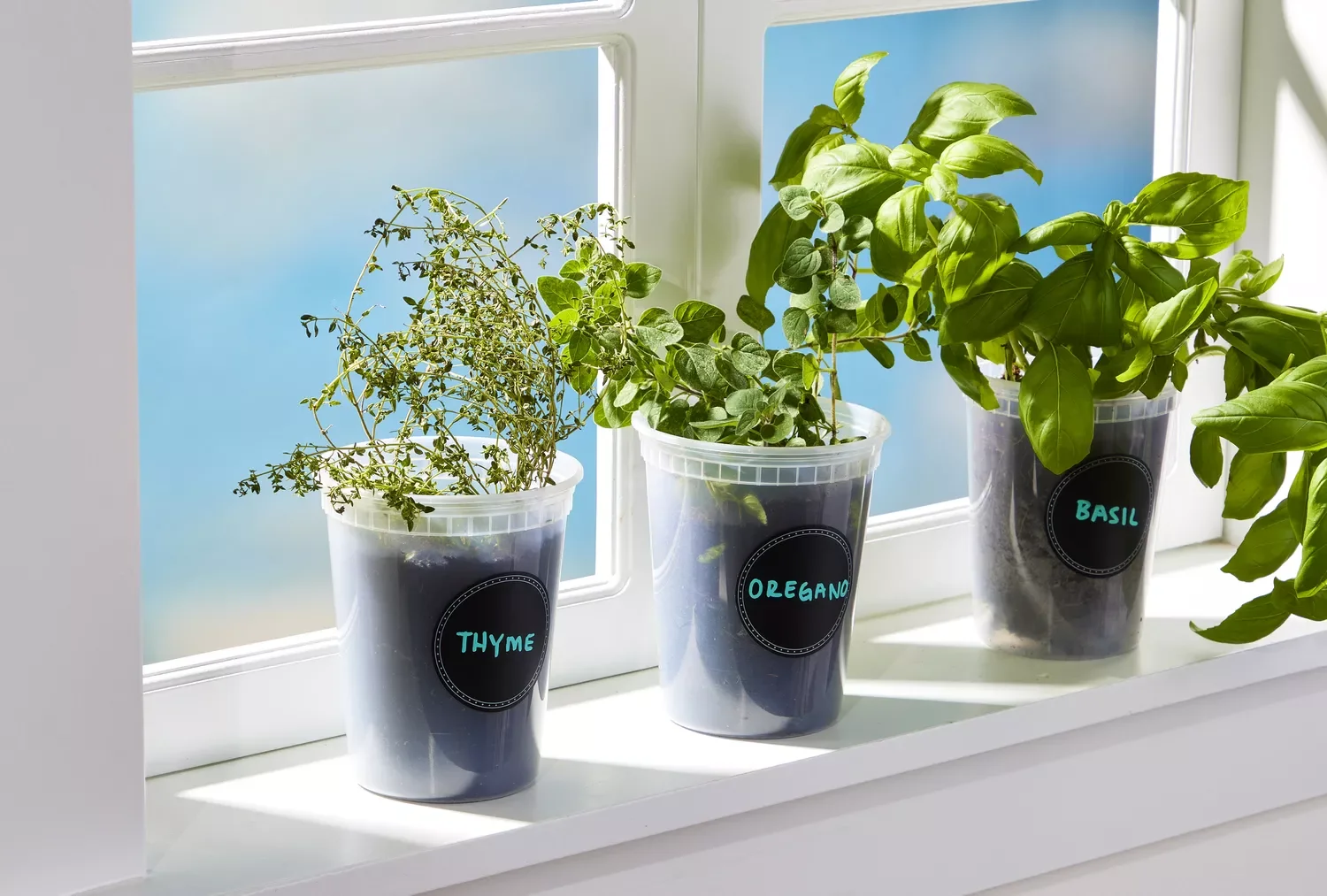 22 Cold-Season Garden Projects That Will Transform Your Outdoor Space This Winter 9 Start an Indoor Herb Garden