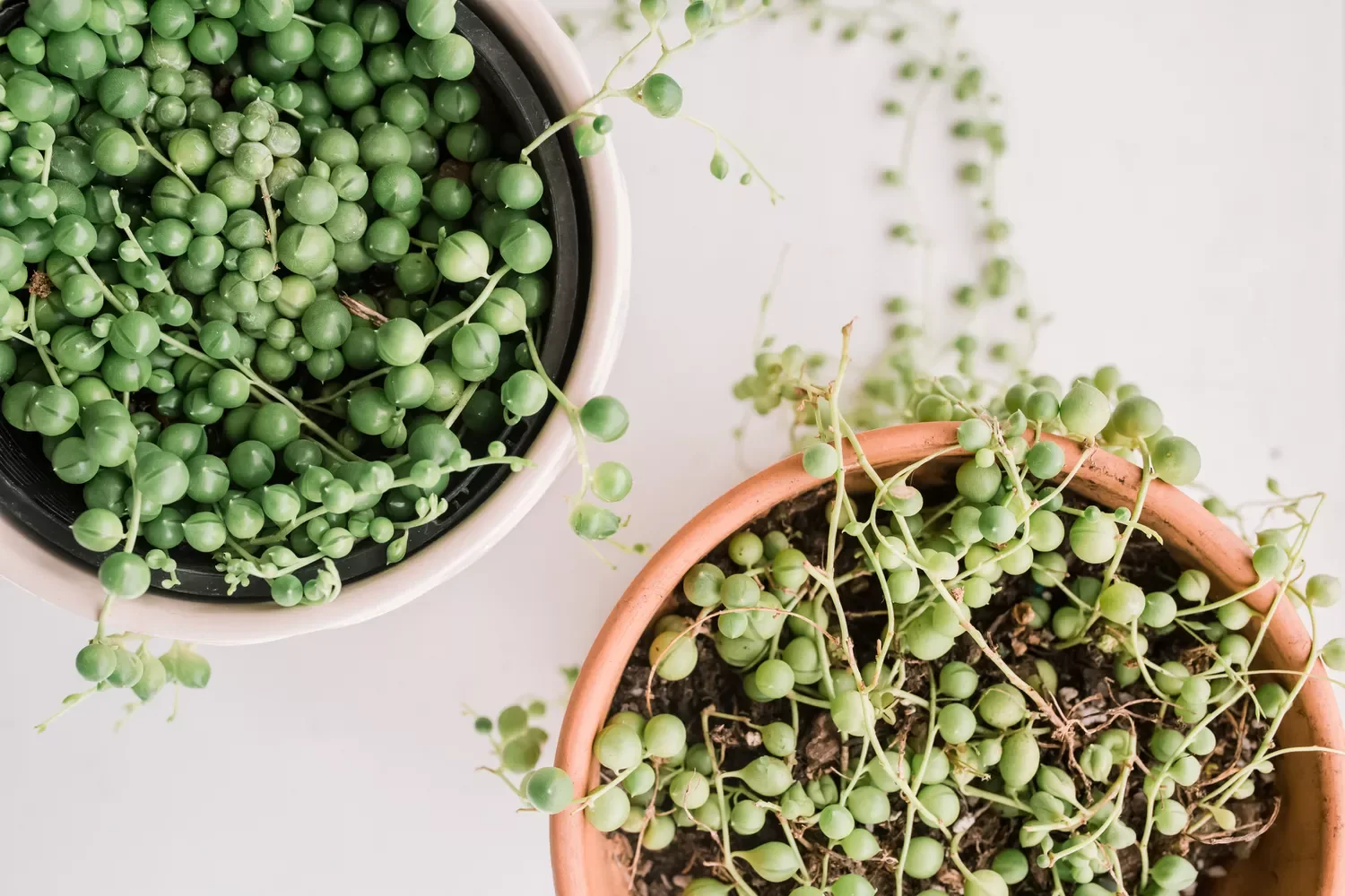 30 Beautiful Indoor Plants That Will Transform Your Home Into a Green Paradise 6 String of Pearls