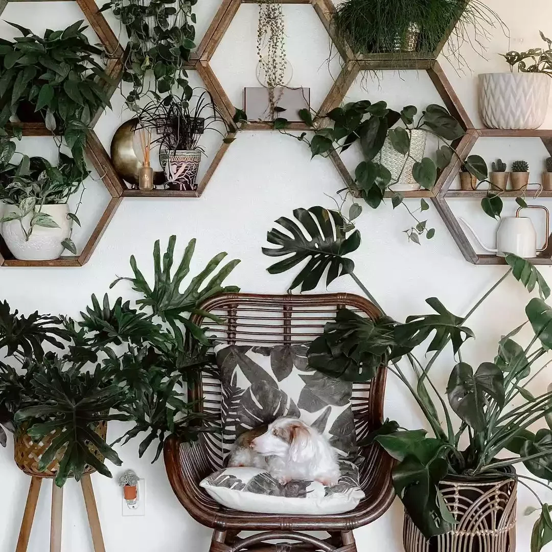 15 Creative Plant Display Ideas That'll Transform Your Home Into a Green Paradise 16 Style a Hexagon Plant Shelf