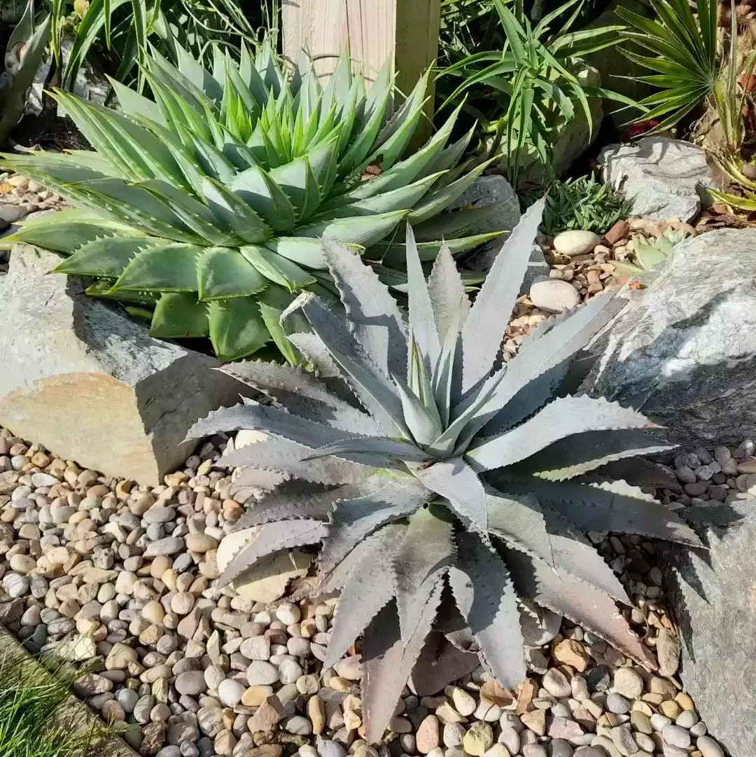 24 Creative River Rock Ideas to Transform Your Outdoor Space Succulent Rock Garden