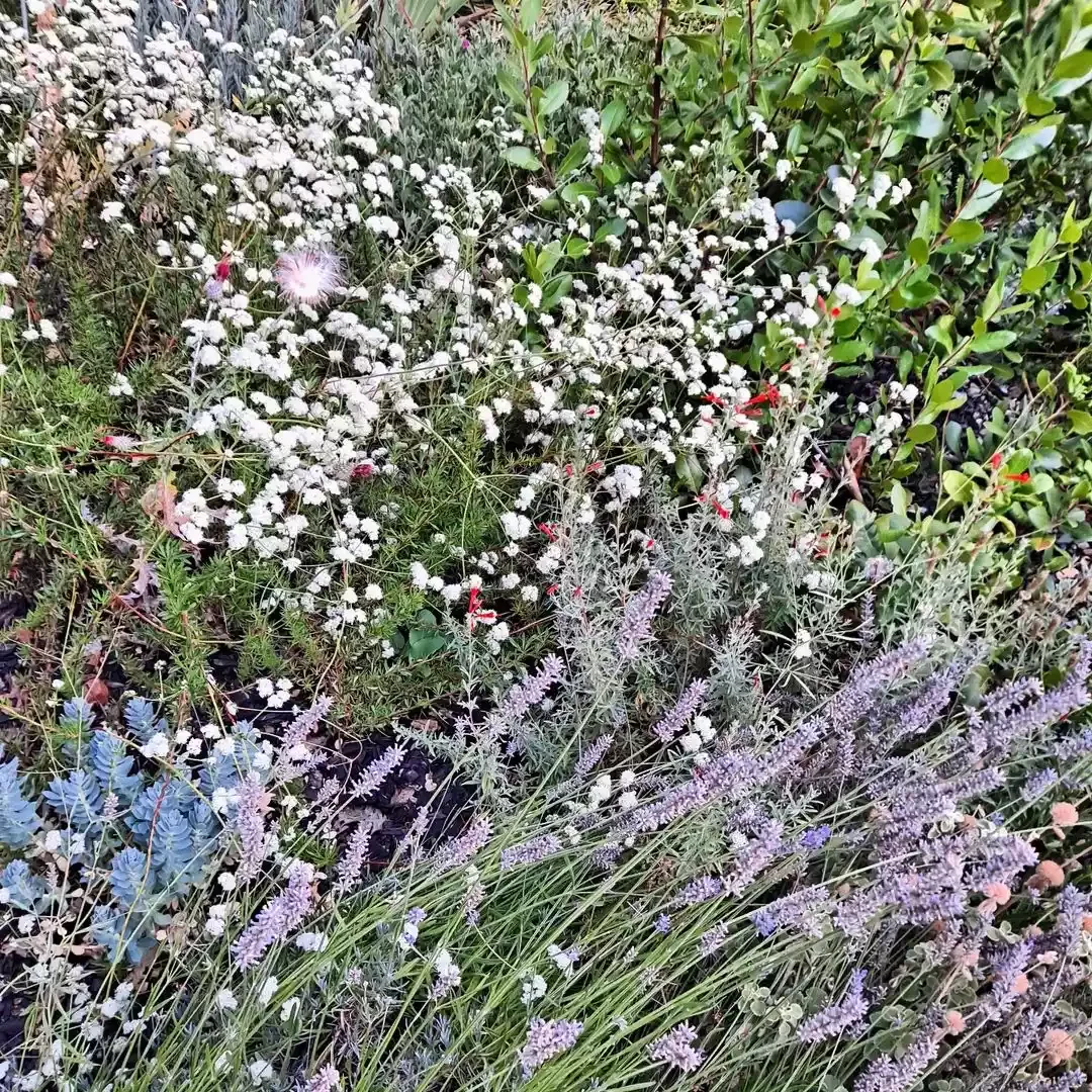 15 Stunning Wildflower Garden Designs to Transform Your Backyard Into a Natural Paradise Support Pollinators