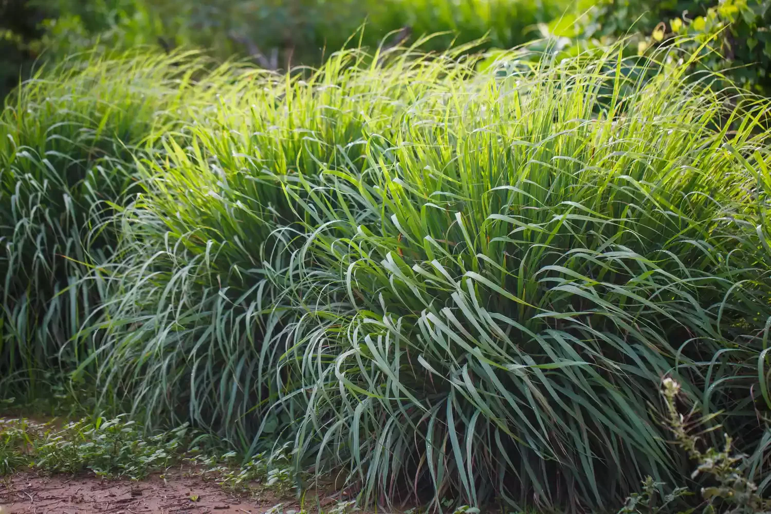 37 Creative Herb Garden Ideas to Transform Your Indoor and Outdoor Spaces Surround a Patio With Mosquito-Repelling Herbs