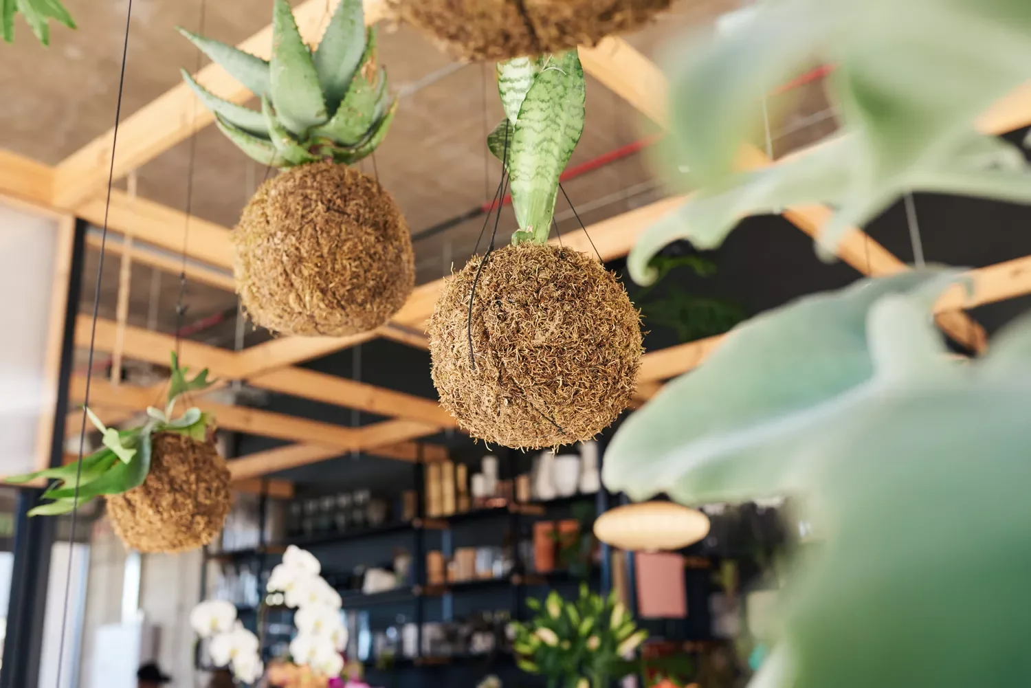 Suspend Japanese Moss Balls