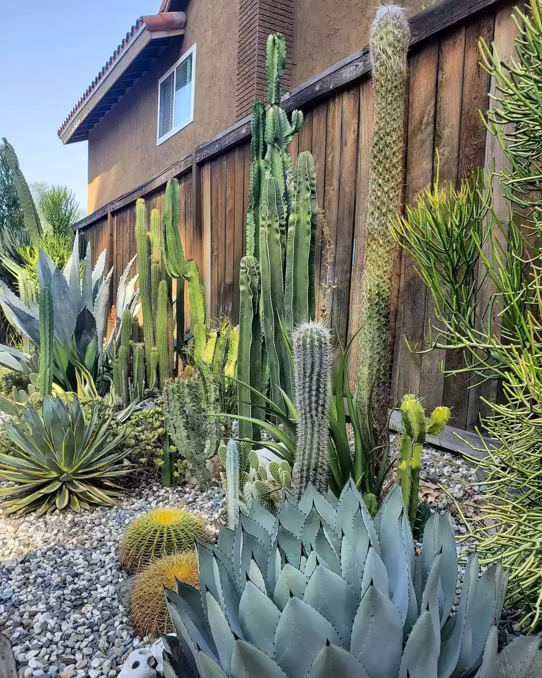 25 Creative Side Yard Transformations to Maximize Your Outdoor Space Tall Landscaping Plants