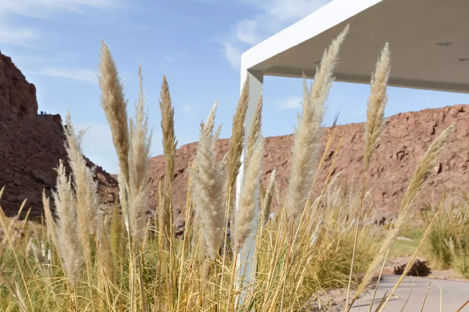 6 Creative Ways to Design Your Property Boundaries Tall Ornamental Grasses in Borders