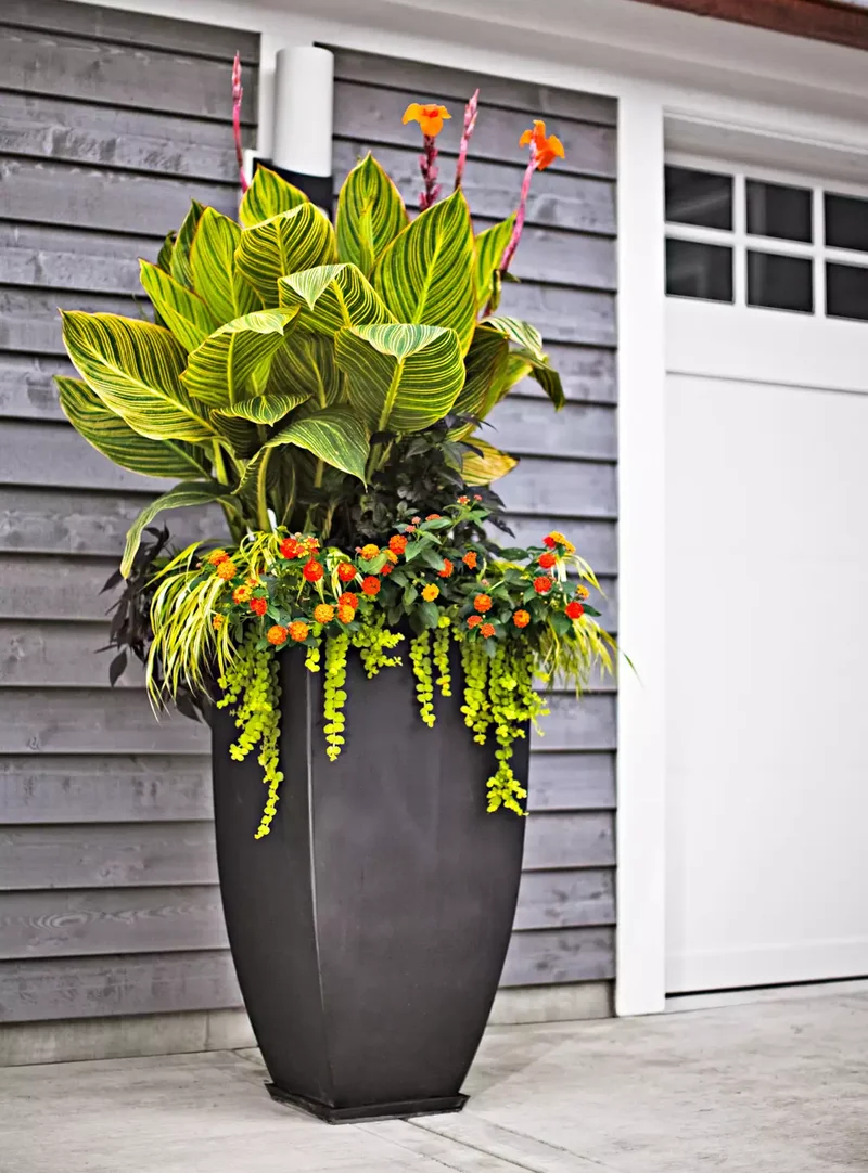 Tall, Striking Cannas