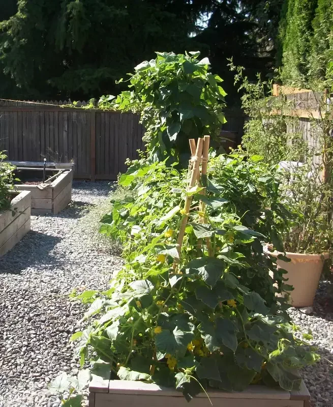 Tee Pee Stakes Cucumber Trellis