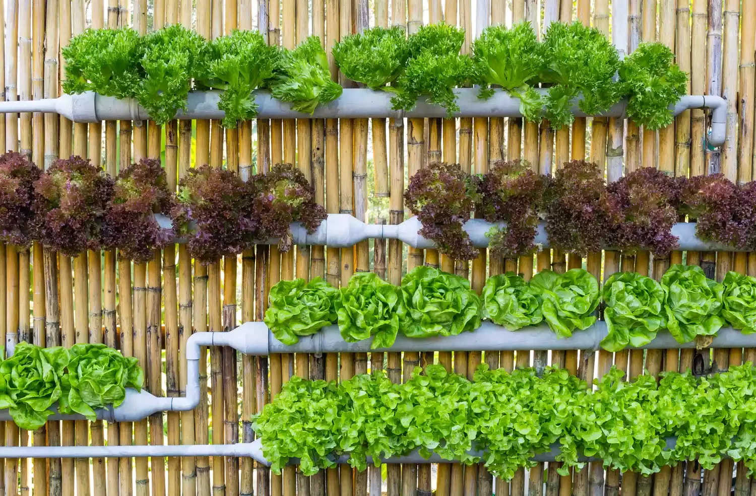 Terracotta or PVC Pipe Garden Bed