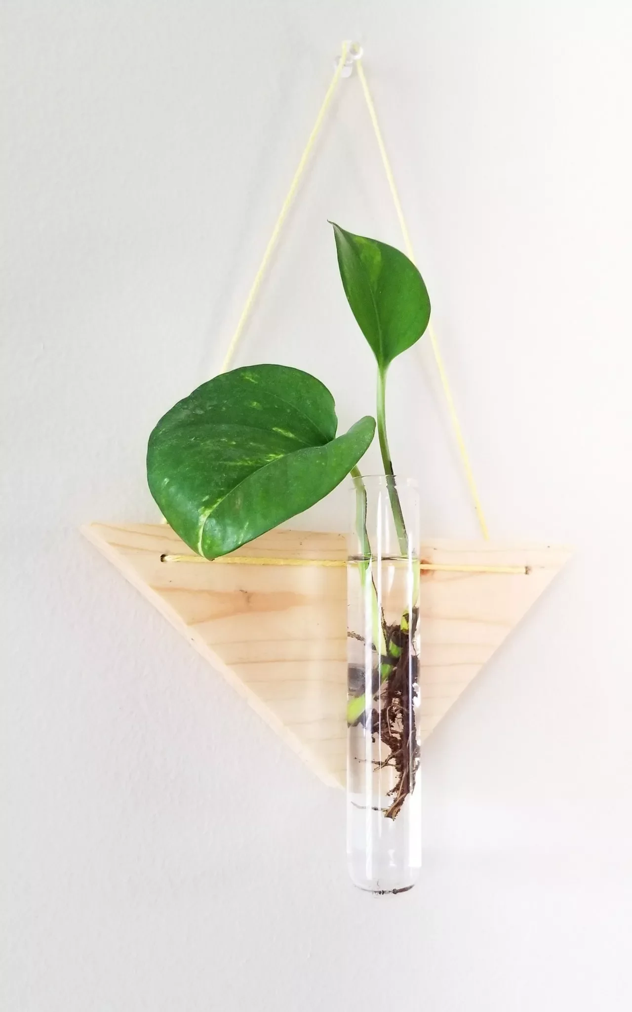 30 Creative DIY Wall Planter Projects to Transform Your Space Test Tube Wall Planter
