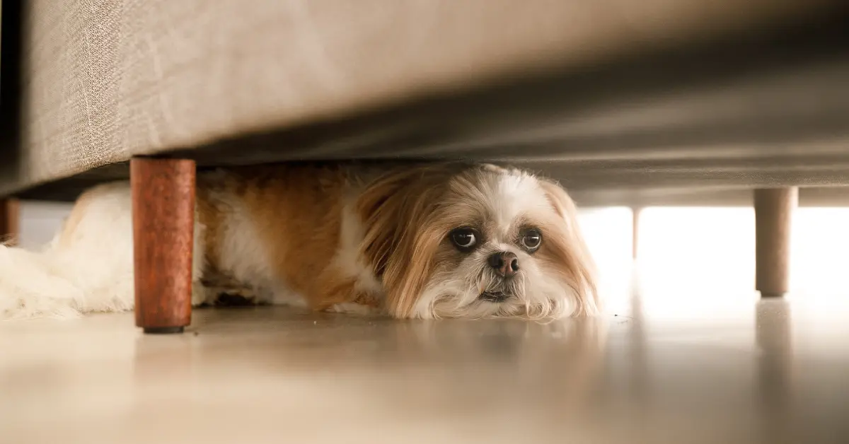 Tips For Keeping Your Dog A Secret From Your Landlord