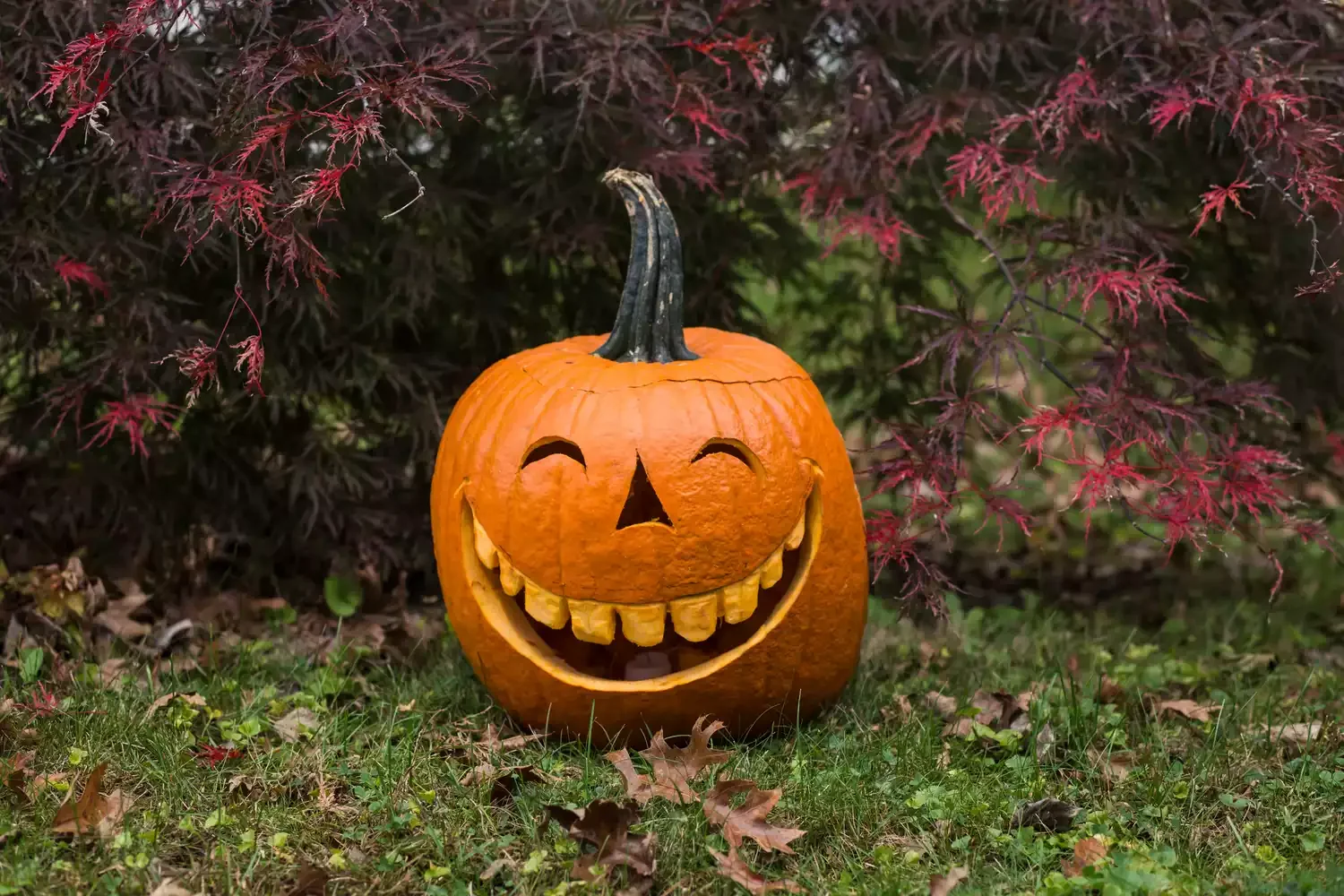 77 Creative Pumpkin Carving Ideas That'll Transform Your Fall Decorating Game 73 Toothy Pumpkin