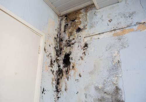 Toxic Mold Infestation