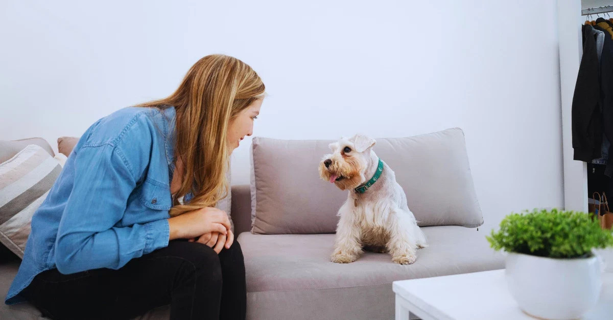 Training Your Pet To Stay Calm And Quiet