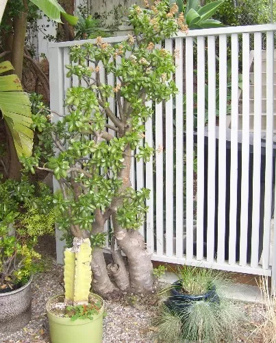 26 Outdoor Privacy Screen Ideas That Create a Private Sanctuary Trash Container Hideaway