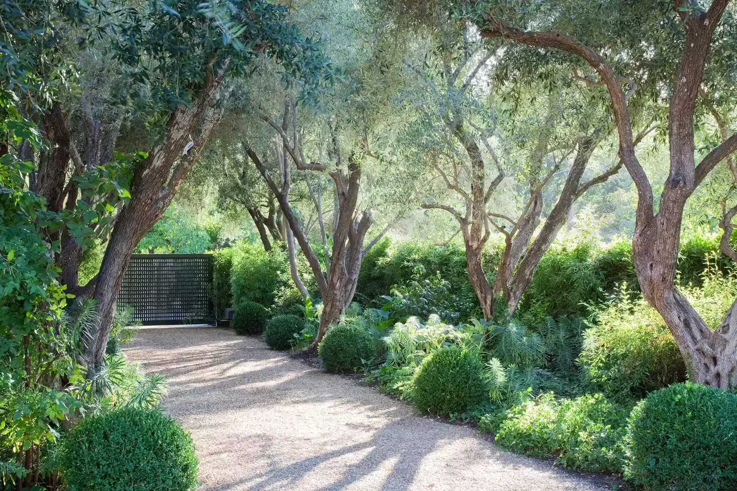 Tree-Lined Driveway