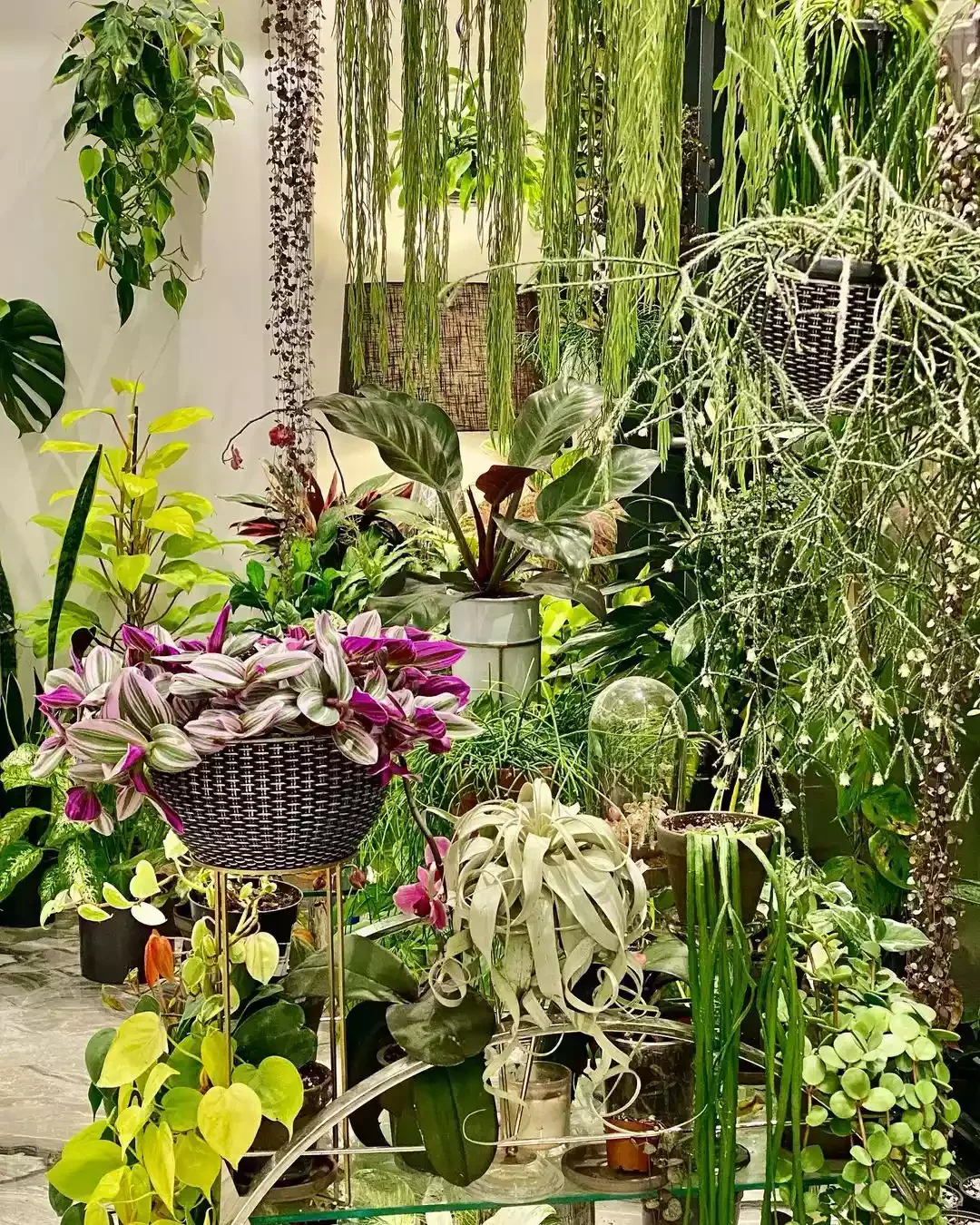 16 Beautiful Ways to Create Your Dream Indoor Garden Space Tropical Collection