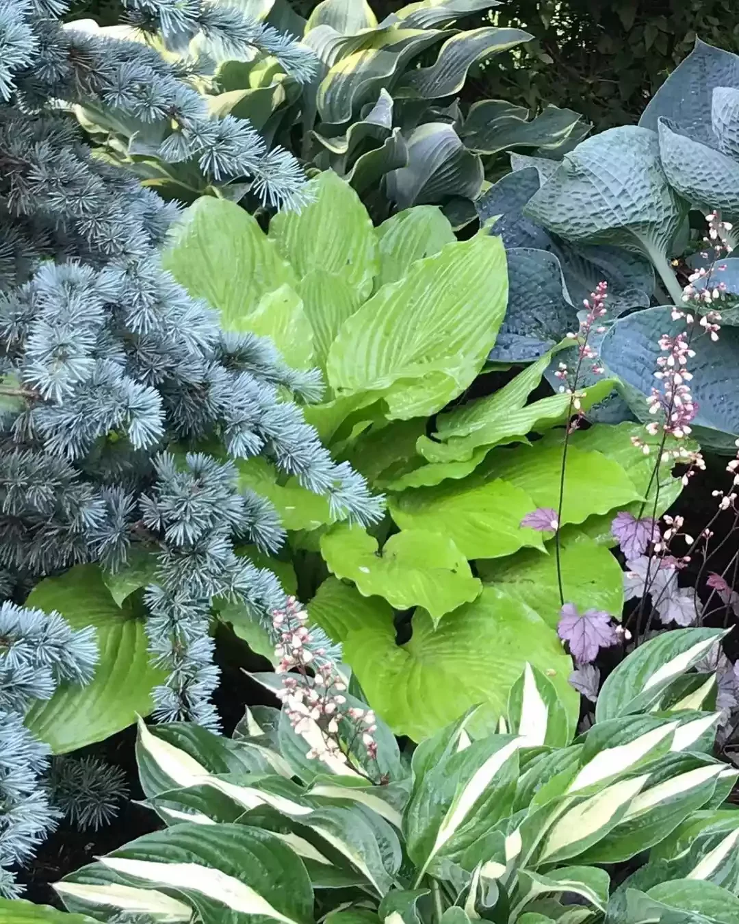 14 Stunning Hosta Garden Ideas That Will Transform Your Outdoor Space Try Different Textures