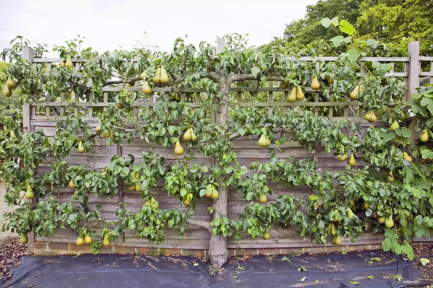Try Out Trellises