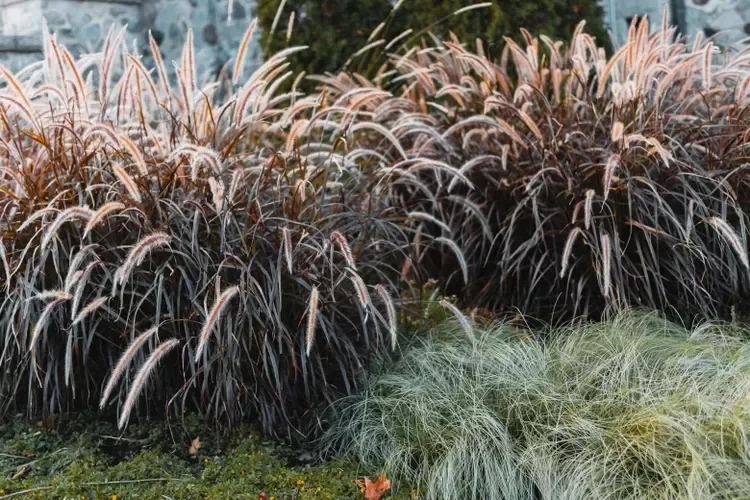 30 Stunning Fall Decor Ideas to Transform Your Outdoor Space Into an Autumn Paradise 13 Try Purple Fountain Grass for Texture
