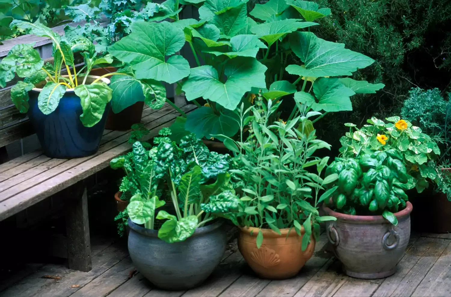Try a Small Veggie Garden