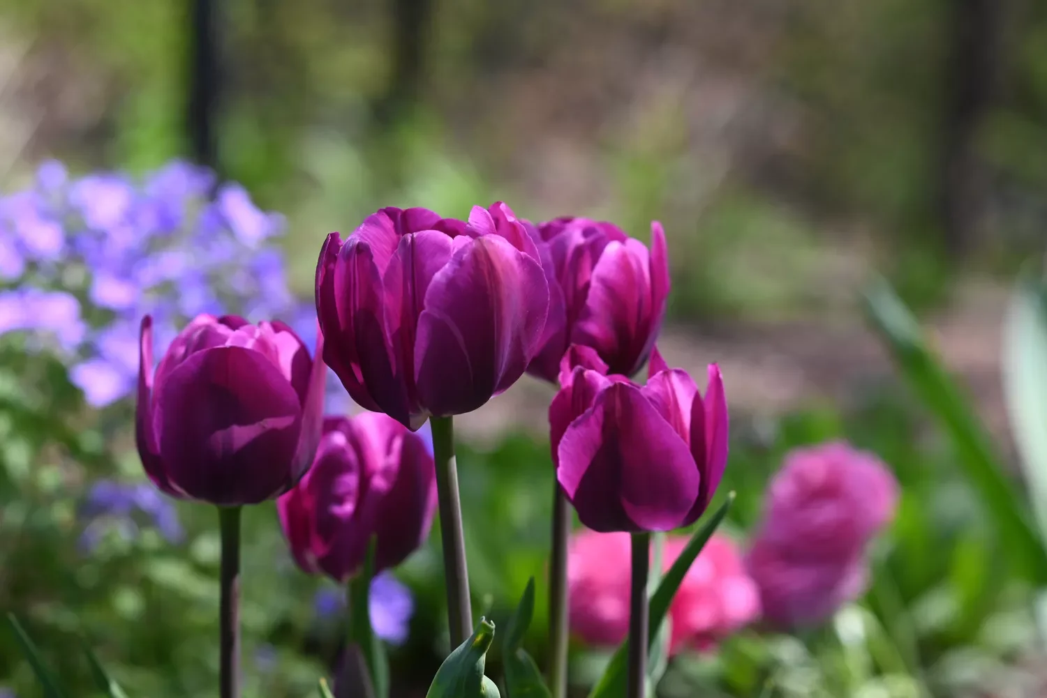 12 Spring Bulb Garden Ideas That Will Transform Your Outdoor Space This Year Tulips